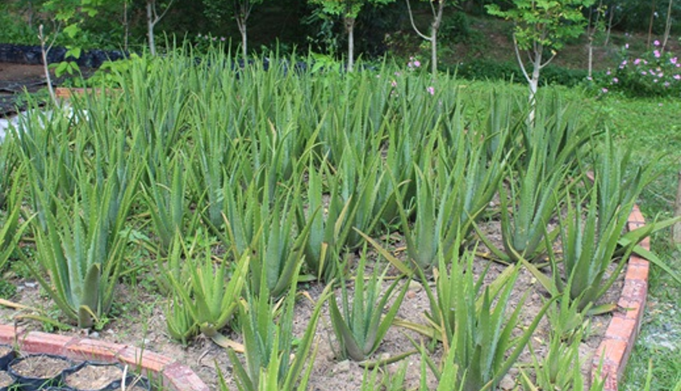 Aloe vera plants growing in rows at Angkor Botanical Garden in Cambodia, surrounded by tropical greenery and flowering plants.