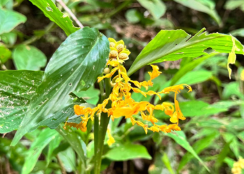 Golden dancing lady ginger, Globba schomburgkii, blooming among lush green foliage near Prasat Top Khang Kaet in Angkor Thom, Cambodia