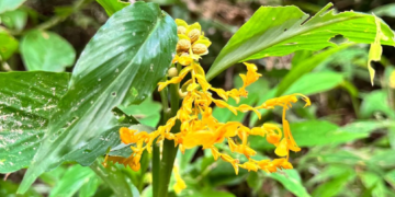 Golden dancing lady ginger, Globba schomburgkii, blooming among lush green foliage near Prasat Top Khang Kaet in Angkor Thom, Cambodia