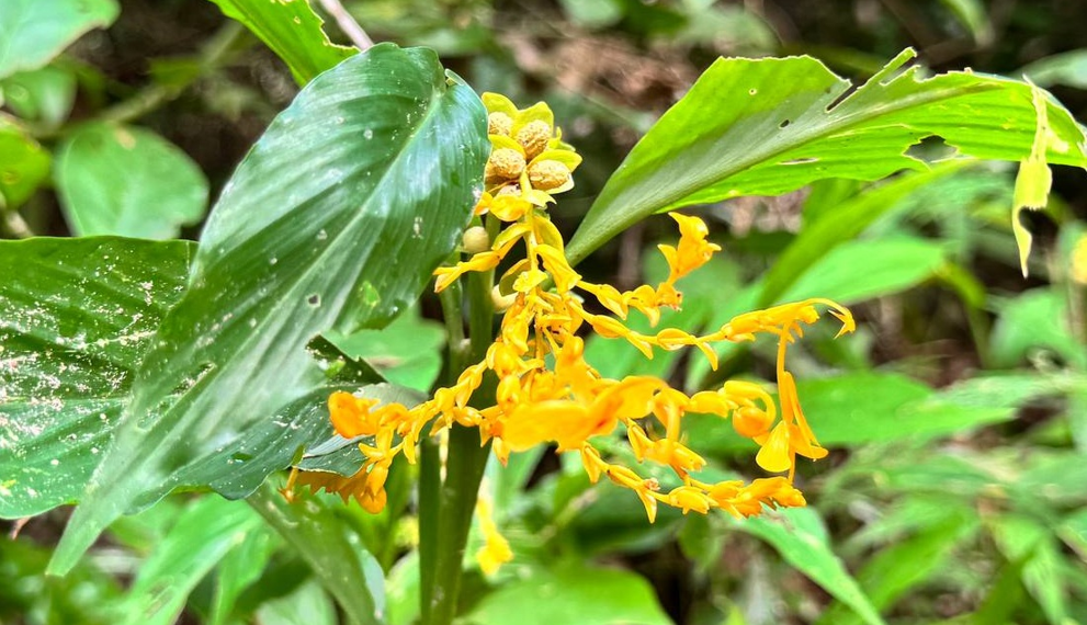 Golden dancing lady ginger, Globba schomburgkii, blooming among lush green foliage near Prasat Top Khang Kaet in Angkor Thom, Cambodia