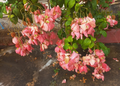Mussaenda philippica with pink bracts and green leaves at the Royal University of Fine Arts in Phnom Penh, Cambodia.
