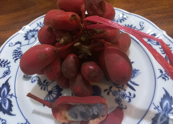 Picture of the day: Uvaria rufa, A Wild Sour Fruit of Cambodia