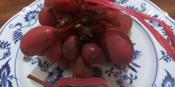 Picture of the day: Uvaria rufa, A Wild Sour Fruit of Cambodia