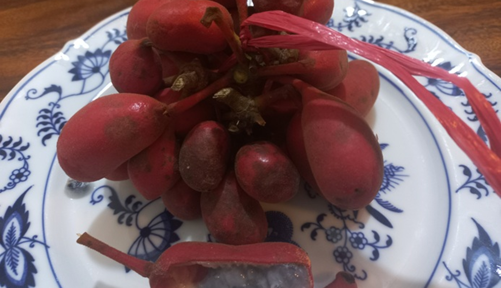 Picture of the day: Uvaria rufa, A Wild Sour Fruit of Cambodia