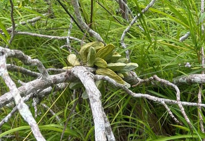 Dischidia major Malayan Urn Vine growing on a tree branch among grasses in Kirirom, Cambodia