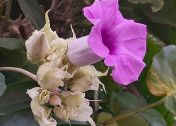 Purple Argyreia nervosa elephant creeper flower blooming among white flowers and green leaves in Phnom Penh, Cambodia