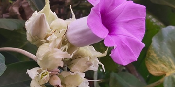 Purple Argyreia nervosa elephant creeper flower blooming among white flowers and green leaves in Phnom Penh, Cambodia