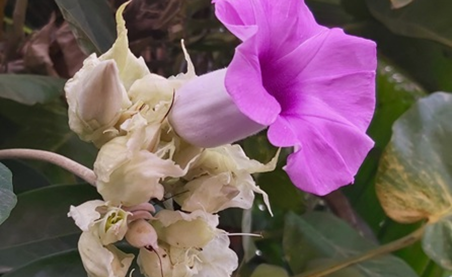 Purple Argyreia nervosa elephant creeper flower blooming among white flowers and green leaves in Phnom Penh, Cambodia
