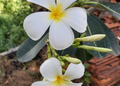 White Plumeria alba frangipani flowers blooming among green leaves in Phnom Penh, Cambodia