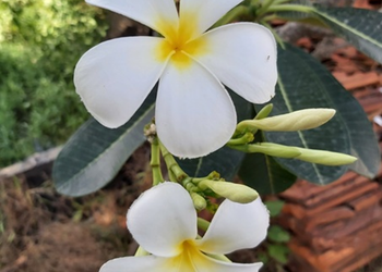 White Plumeria alba frangipani flowers blooming among green leaves in Phnom Penh, Cambodia