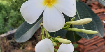 White Plumeria alba frangipani flowers blooming among green leaves in Phnom Penh, Cambodia
