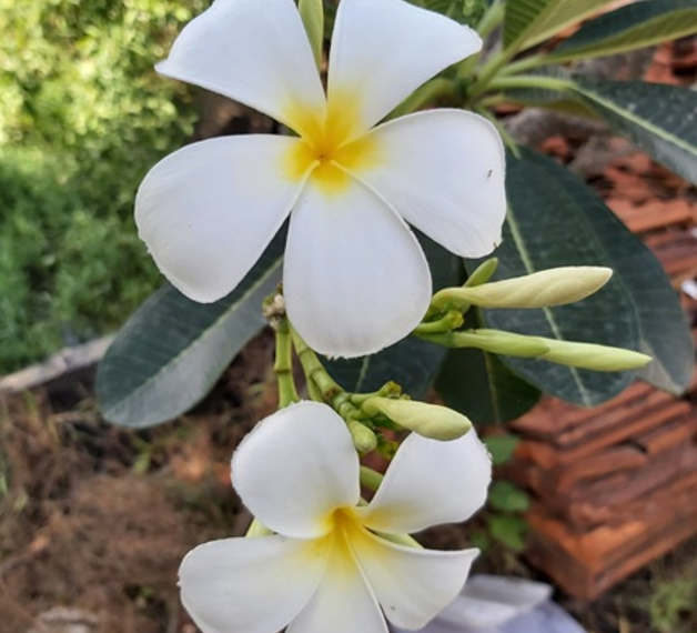 White Plumeria alba frangipani flowers blooming among green leaves in Phnom Penh, Cambodia
