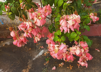 Mussaenda philippica with pink bracts and green leaves at the Royal University of Fine Arts in Phnom Penh, Cambodia.