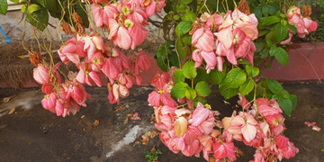 Mussaenda philippica with pink bracts and green leaves at the Royal University of Fine Arts in Phnom Penh, Cambodia.