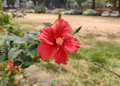 Picture of the day: Hibiscus in Bloom in Phnom Penh