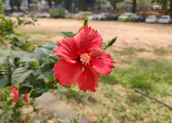 Picture of the day: Hibiscus in Bloom in Phnom Penh