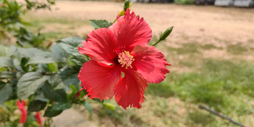 Picture of the day: Hibiscus in Bloom in Phnom Penh