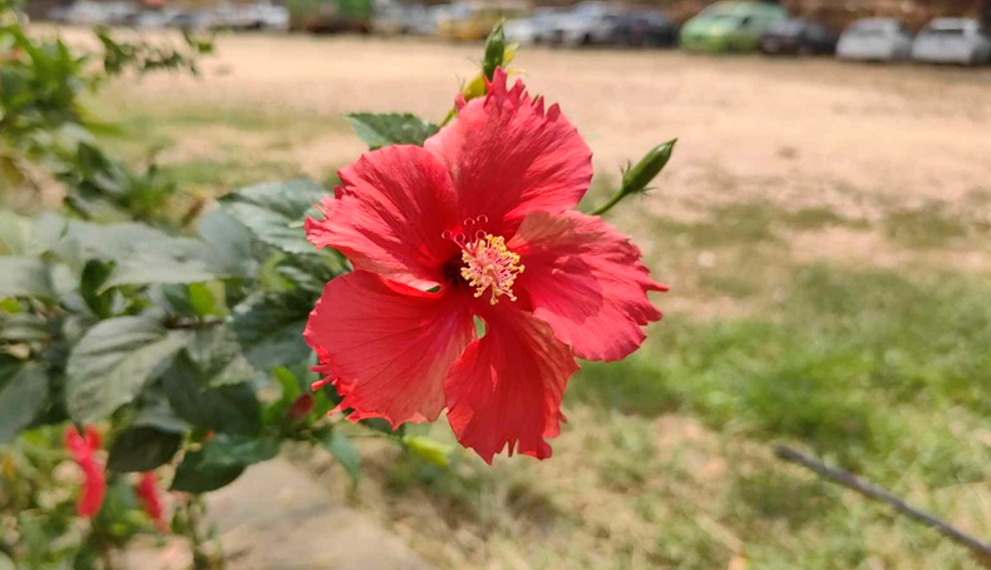 Picture of the day: Hibiscus in Bloom in Phnom Penh