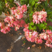 Mussaenda philippica with pink bracts and green leaves at the Royal University of Fine Arts in Phnom Penh, Cambodia.