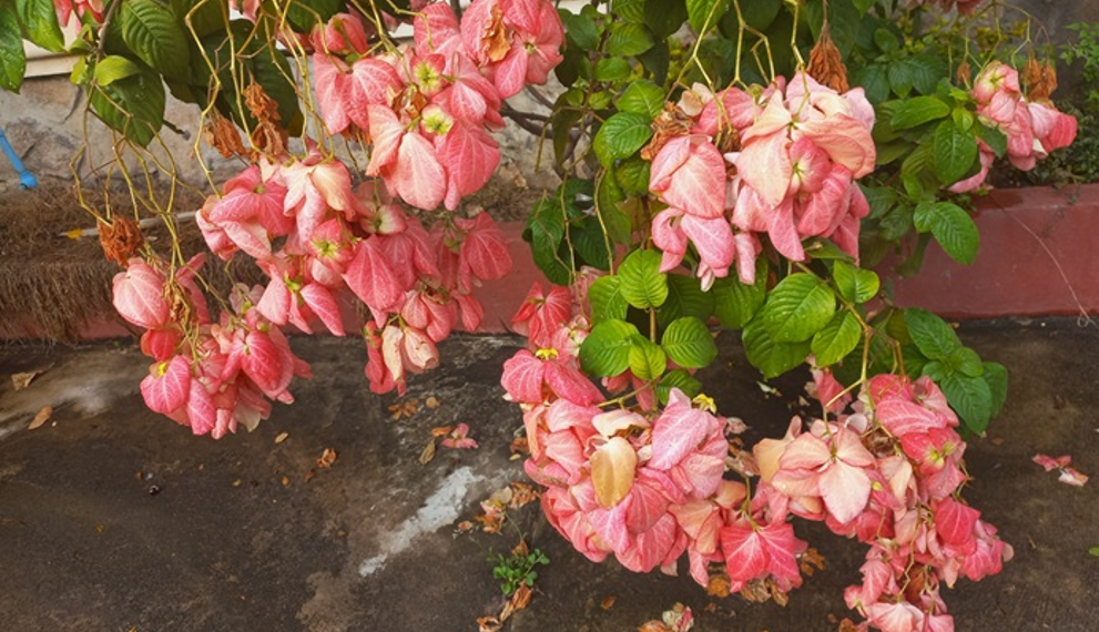 Mussaenda philippica with pink bracts and green leaves at the Royal University of Fine Arts in Phnom Penh, Cambodia.